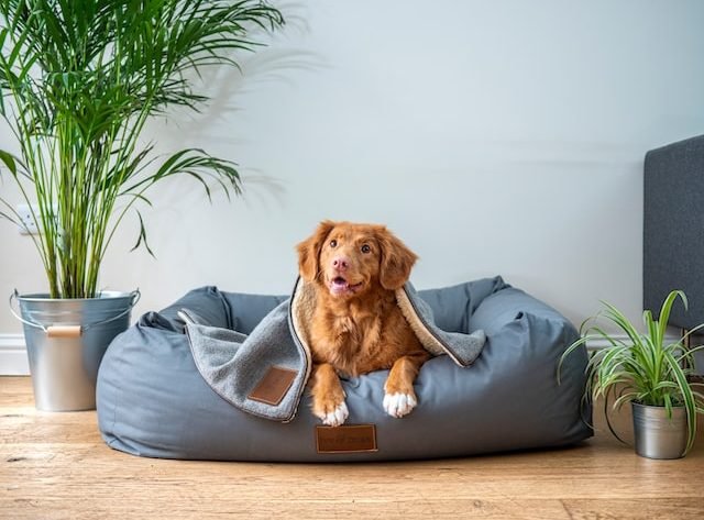 Who is the Best Pet Insurance Provider UK