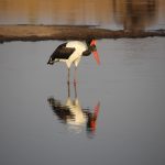 02 Insurance Number.