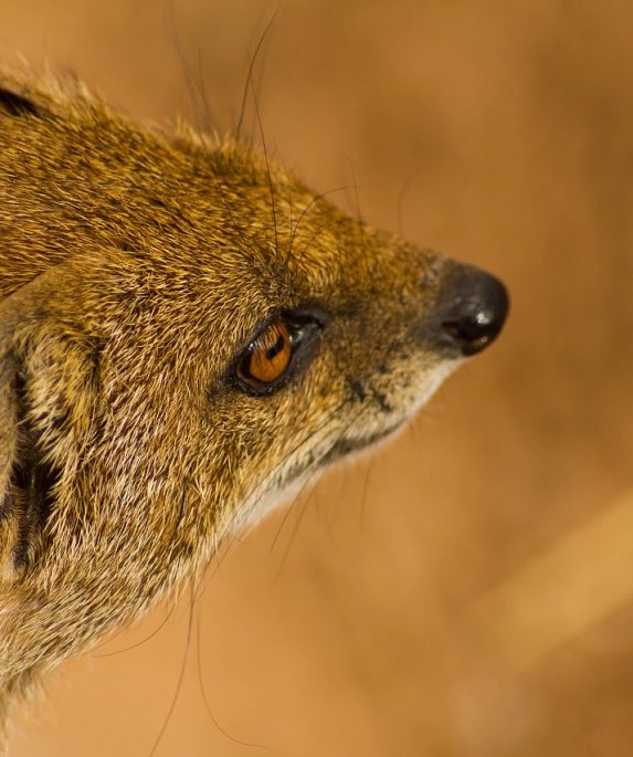 Insurance Act Zimbabwe Pdf