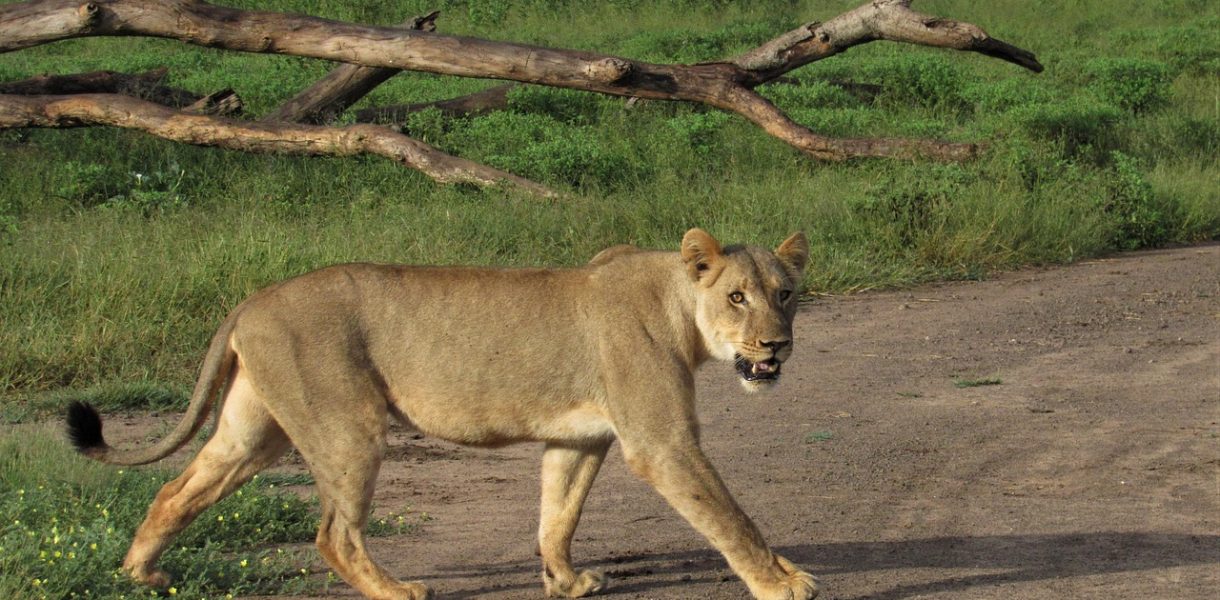 Insurance Companies In Gweru.