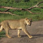 Insurance Companies In Gweru.