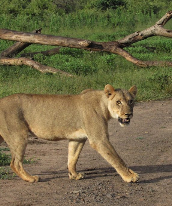 Insurance Companies In Gweru.