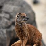 Insurance Under Group In Tally.