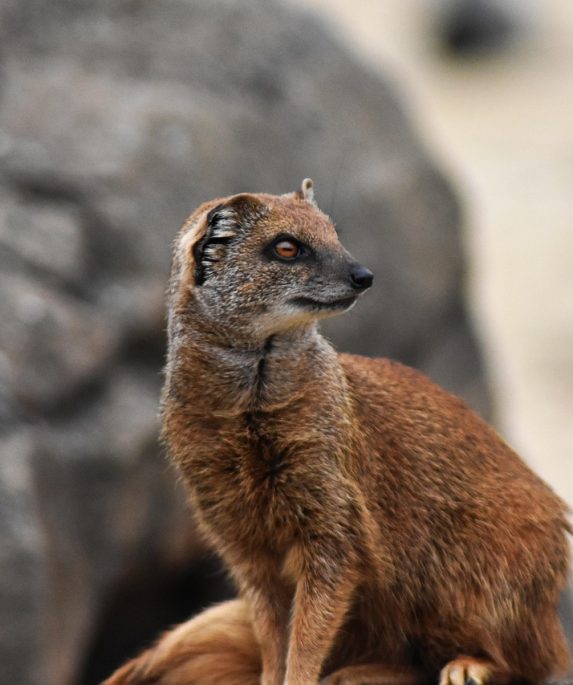 Insurance Under Group In Tally.