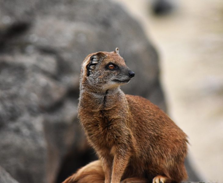 Insurance Under Group In Tally.